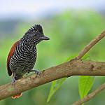 Chestnut-backed Antshrike / Thamnophilus palliatus