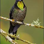 Black-backed Thornbill / Ramphomicron dorsale