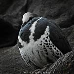 Вонга / Leucosarcia melanoleuca
