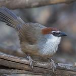 Chestnut-capped Babbler / Timalia pileata