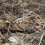 Тёмный козодой / Caprimulgus fraenatus