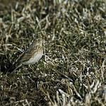 Конёк пуны / Anthus brevirostris