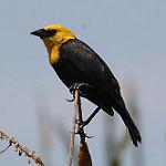Желтоголовый курен / Chrysomus icterocephalus