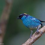 Golden-naped Tanager / Chalcothraupis ruficervix