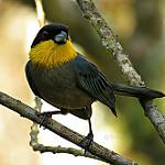 Yellow-throated Tanager / Iridosornis analis