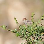 Rusty-crowned Tit-Spinetail / Leptasthenura pileata