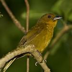 Carmiol's Tanager / Chlorothraupis carmioli