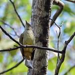 Grey-eyed Bulbul / Iole propinqua