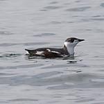 Пёстрый пыжик / Brachyramphus marmoratus