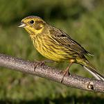 Обыкновенная овсянка / Emberiza citrinella