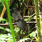 East Amazonian Fire-eye / Pyriglena leuconota