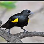 Tawny-shouldered Blackbird / Agelaius humeralis
