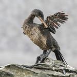 Flightless Cormorant / Nannopterum harrisi