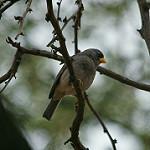 Серая пизарита / Piezorina cinerea