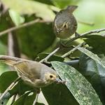 Очковая кустовка / Aethomyias perspicillatus
