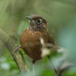 Modulatricidae фото