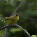 Martens's Warbler / Phylloscopus omeiensis