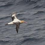 Белоспинный альбатрос / Phoebastria albatrus