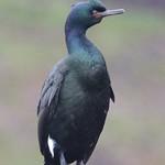 Берингов баклан / Urile pelagicus