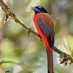 Scarlet-rumped Trogon / Harpactes duvaucelii