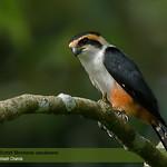 Collared Falconet / Microhierax caerulescens