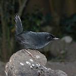 Тёмный тапакуло / Scytalopus fuscus