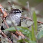 Белогорлый москитолов / Mecocerculus leucophrys
