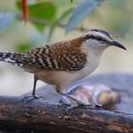 Veracruz Wren / Campylorhynchus rufinucha