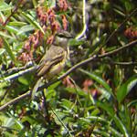 Rufous-bellied Bush Tyrant / Myiotheretes fuscorufus