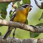 Африканская овсянка / Emberiza cabanisi