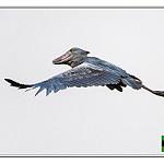 Китоглав / Balaeniceps rex