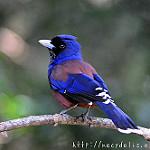 Украшенная сойка / Garrulus lidthi