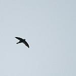 Seychelles Swiftlet / Aerodramus elaphrus