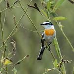 Белолобый личинкоед / Pericrocotus albifrons