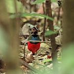 Краснобрюхая питта / Erythropitta erythrogaster