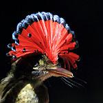 Амазонский венценос / Onychorhynchus coronatus