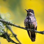 Зелёнохохлая кокетка / Lophornis chalybeus