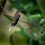 Длиннохвостый колибри-отшельник / Phaethornis superciliosus