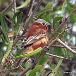 Коричневый просяночник / Sporophila cinnamomea