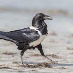Пегая ворона / Corvus albus