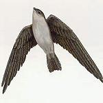 Philippine Swiftlet / Aerodramus mearnsi