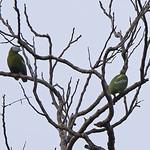 Сероголовый фруктовый голубь / Ptilinopus hyogastrus
