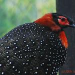 Черноголовый трагопан / Tragopan melanocephalus