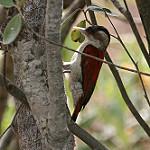 Scarlet-backed Woodpecker / Veniliornis callonotus