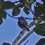 Черноголовый свистун / Pachycephala monacha