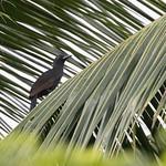 Lycocorax obiensis
