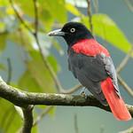 Maroon Oriole / Oriolus traillii