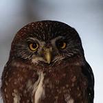 Austral Pygmy Owl / Glaucidium nana