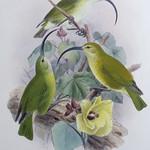 Ланайская акиалоа / Akialoa lanaiensis