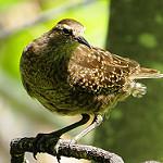 Туамотский атолльник / Prosobonia parvirostris